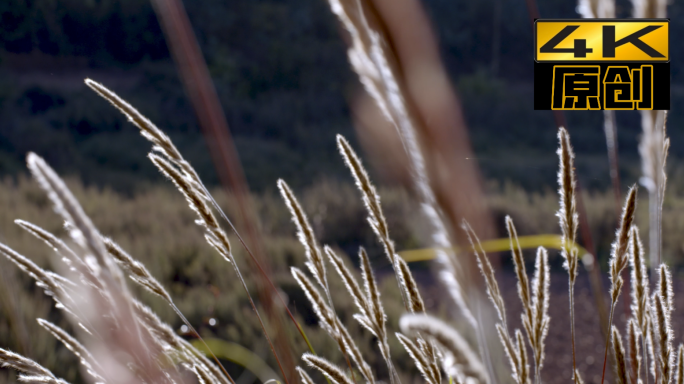 秋季白色芦苇微风吹动