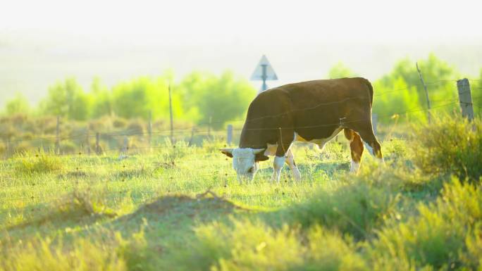 夕阳下牛吃草