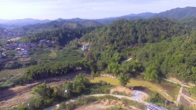 茶园 采茶基地 种植茶叶