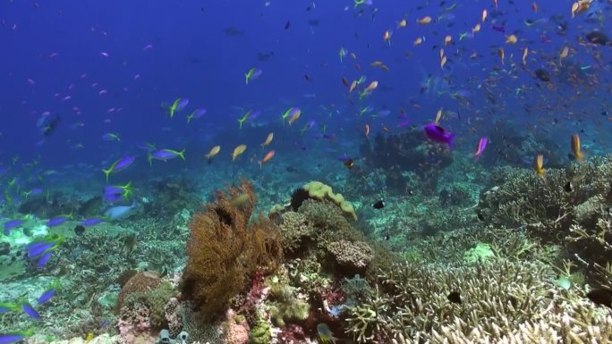 水下的珊瑚礁吸引了成群的黄鳍鱼。