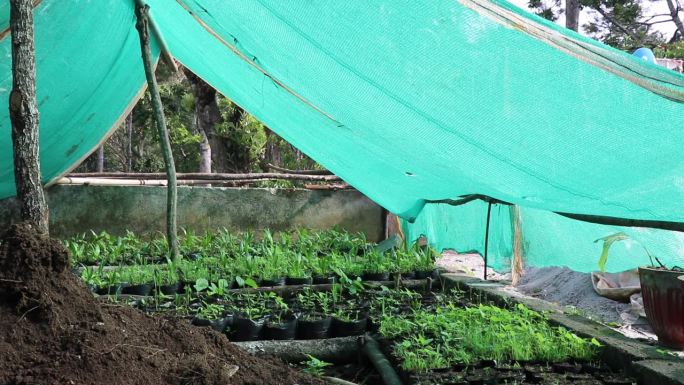 后院温室用槟榔苗栽在塑料袋上。绿色遮阳网苗圃开口