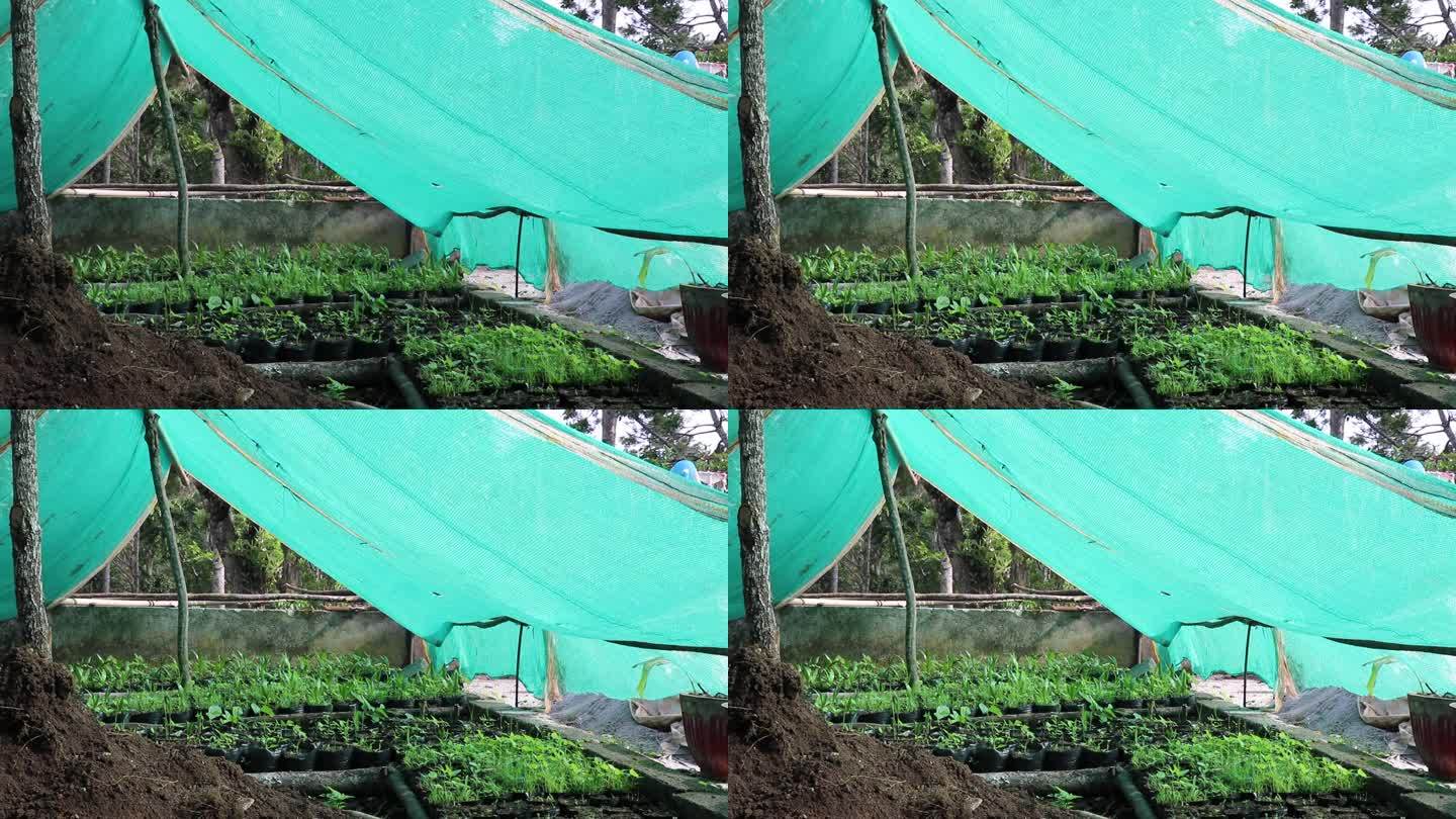 后院温室用槟榔苗栽在塑料袋上。绿色遮阳网苗圃开口