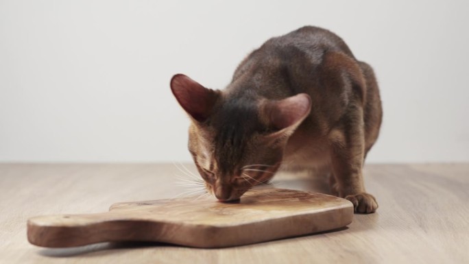 阿比西尼亚猫对橄榄板感到热情并舔它