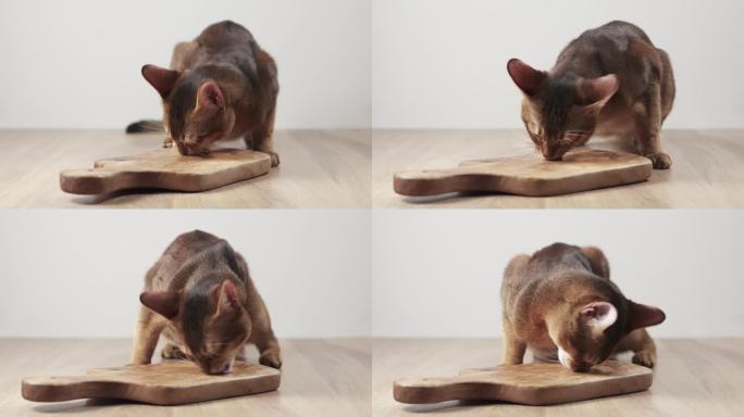 阿比西尼亚猫对橄榄板感到热情并舔它