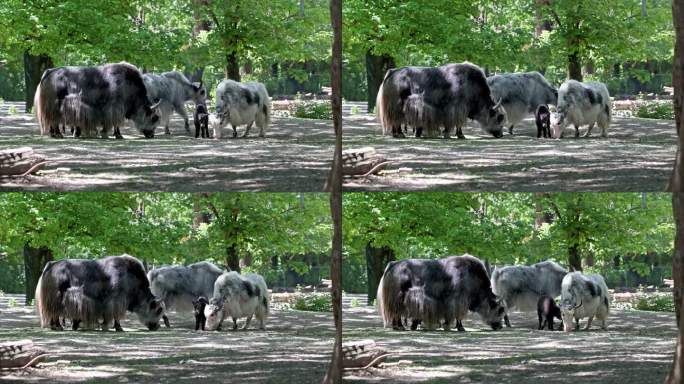 家牦牛家族，Bos mutus grunniens。一种在喜马拉雅地区发现的长毛家养牛科动物