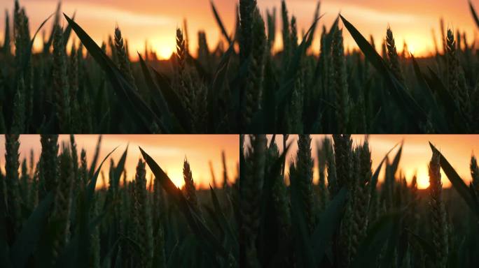 夕阳下绿色的麦田，金色的阳光洒在麦田上