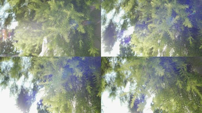 松木空镜天空绿植树木
