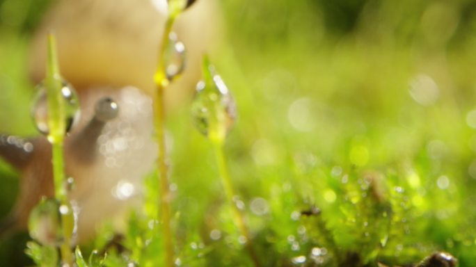 夏日 草地 蜗牛 阳光 露珠9