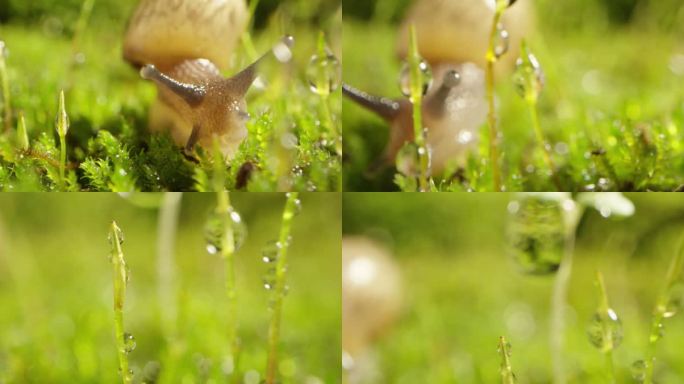 夏日 草地 蜗牛 阳光 露珠9