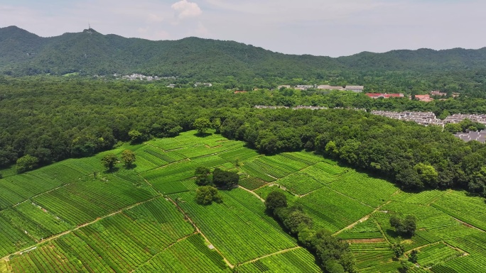 航拍杭州西湖龙井茶园