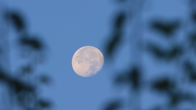 一轮圆月挂在树梢
