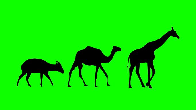 长颈鹿，骆驼和邦戈羚羊的动画