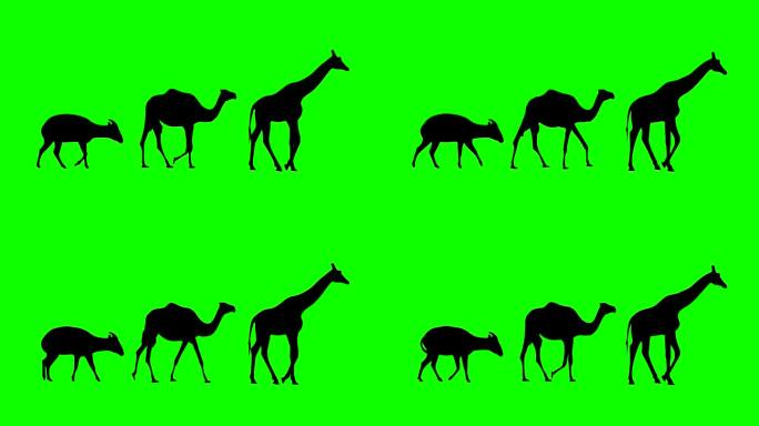 长颈鹿，骆驼和邦戈羚羊的动画