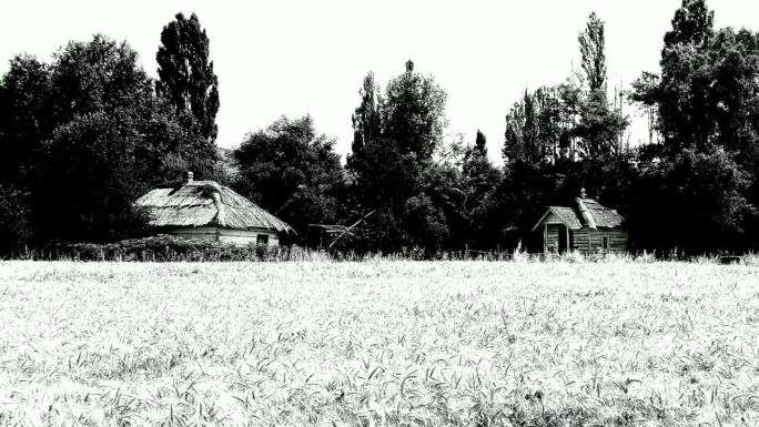 麦田附近森林里的老房子和教堂(黑白相间)
