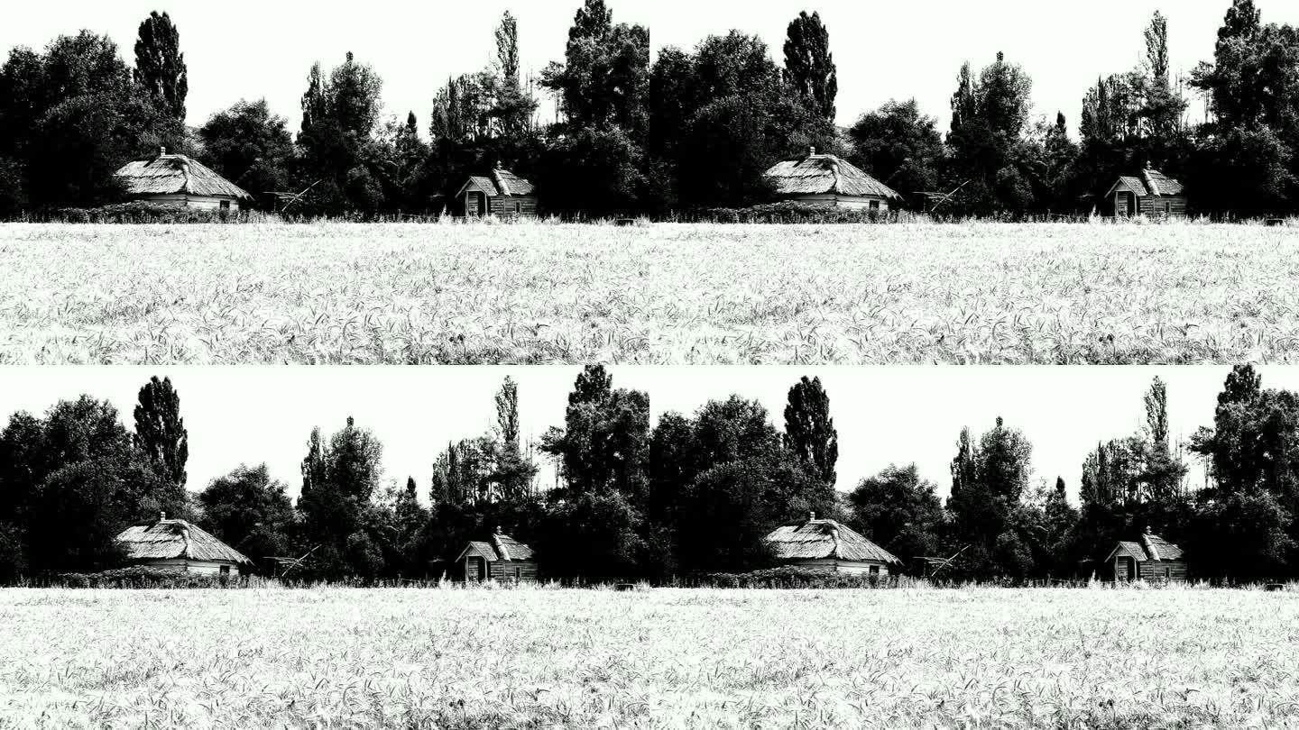 麦田附近森林里的老房子和教堂(黑白相间)