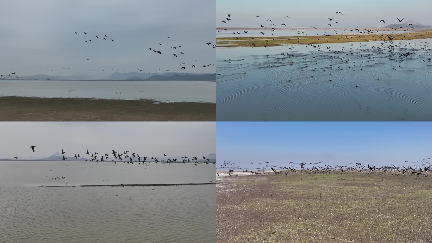 湿地航拍国家珍稀保护动物鸟类1