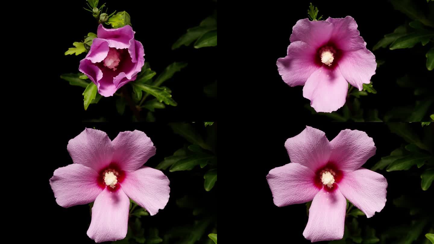 粉红色叙利亚木槿的时间推移镜头从花蕾到完全开花孤立的黑色背景，4k近距离视频，缩小效果。