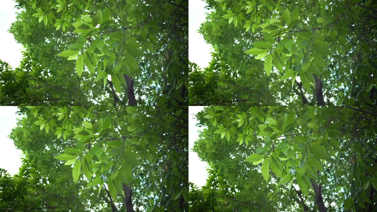 植物绿树树叶空镜
