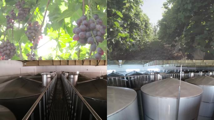 葡萄园 采摘 葡萄酒厂