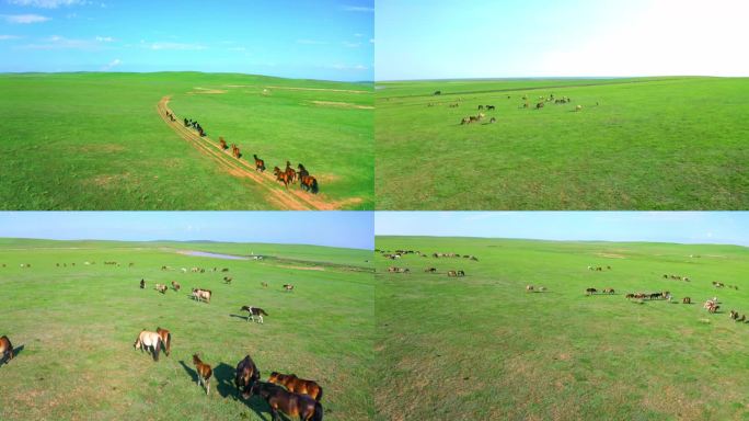 4K航拍内蒙古草原上的骏马