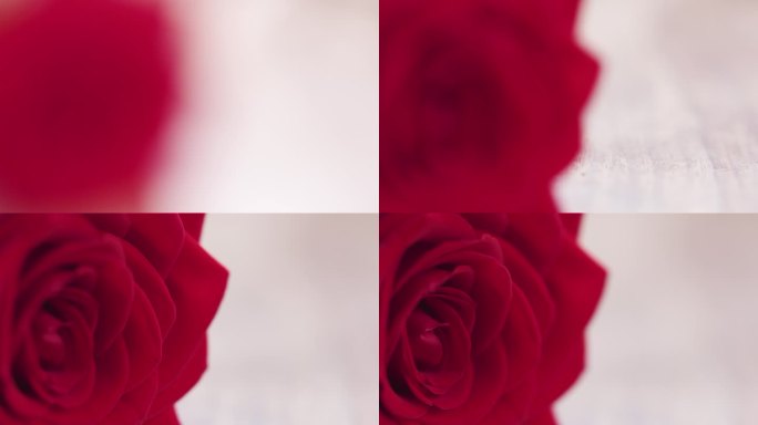 红玫瑰花相机的微距聚焦拉动一点
