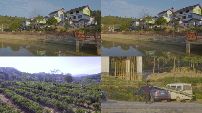 茶园 采茶基地 种植茶叶