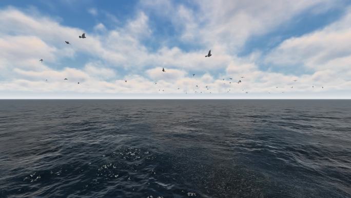 大海海鸥海面飞翔