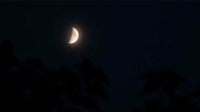 树影月亮黑夜弯月
