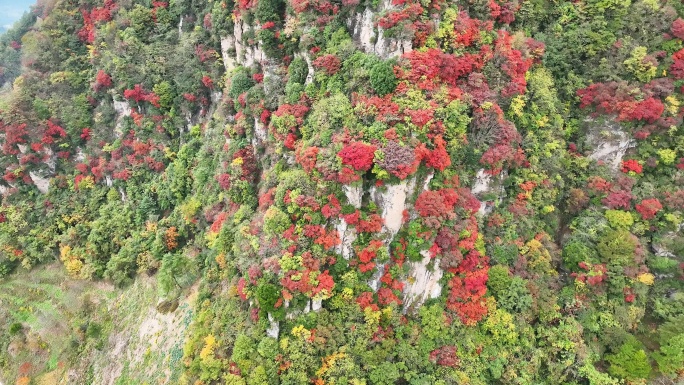 米仓山红叶