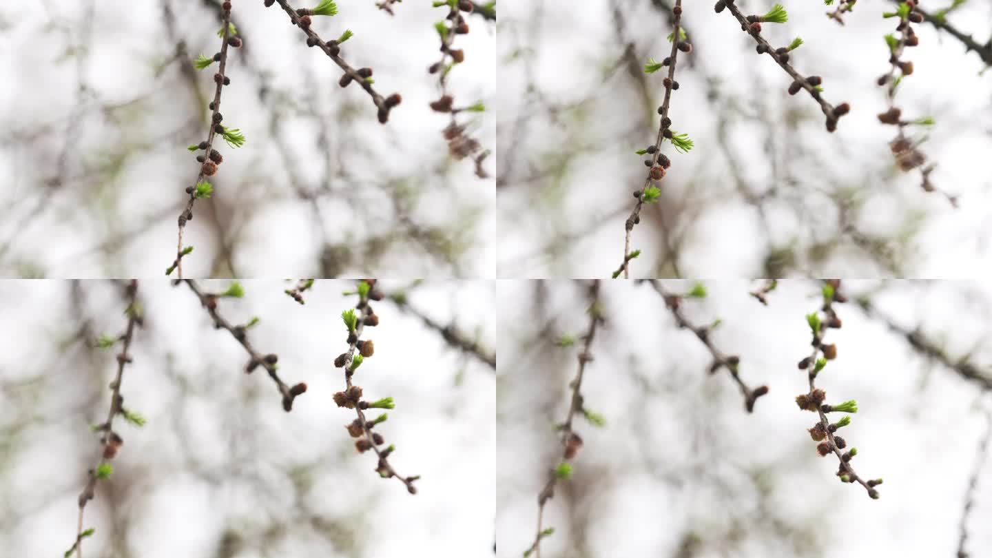 春天的一盘落叶松树枝