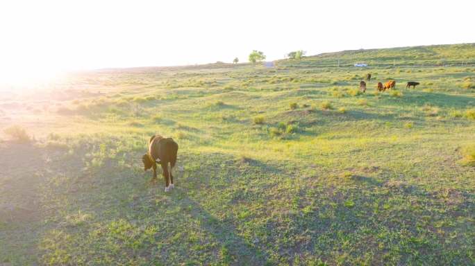 草原上夕阳下吃草的牛航拍5.1K