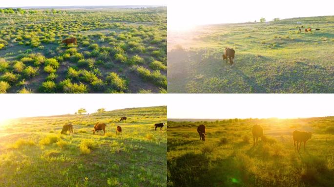 草原上夕阳下吃草的牛航拍5.1K