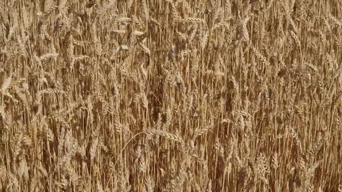 在阳光明媚的日子里，一阵风吹过，麦田里成熟的小麦