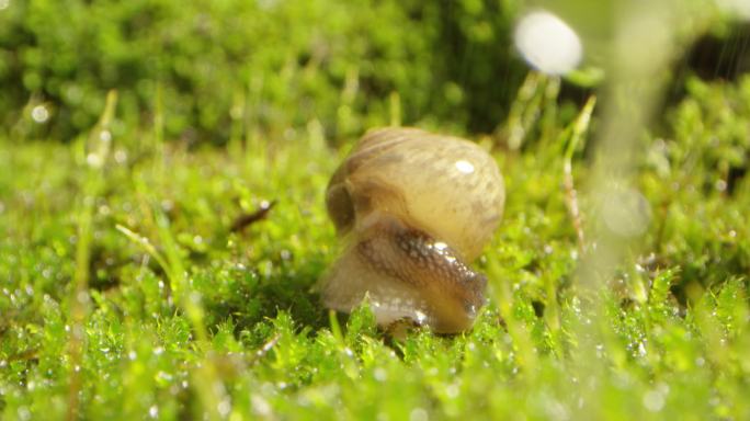 夏日 草地 蜗牛 阳光 露珠7