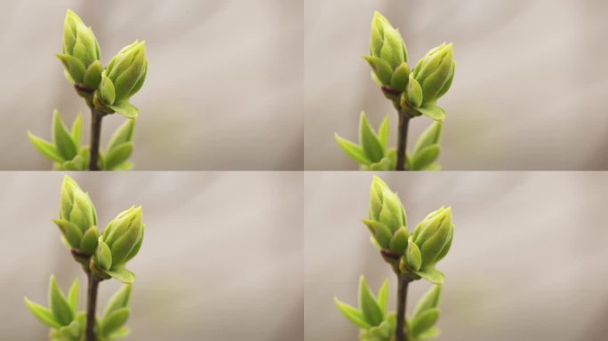 慢动作仍然第一个丁香芽在春天的特写