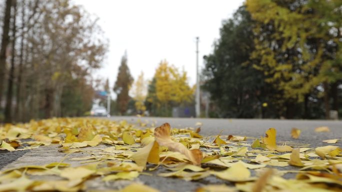 W四川成都白天公汽车经过卷起地上的银杏叶