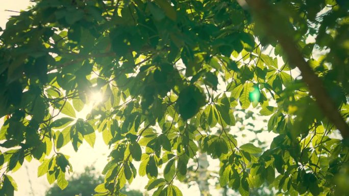 阳光透过森林里嫩绿的树叶，春夏交替，嫩绿的春树为背景。