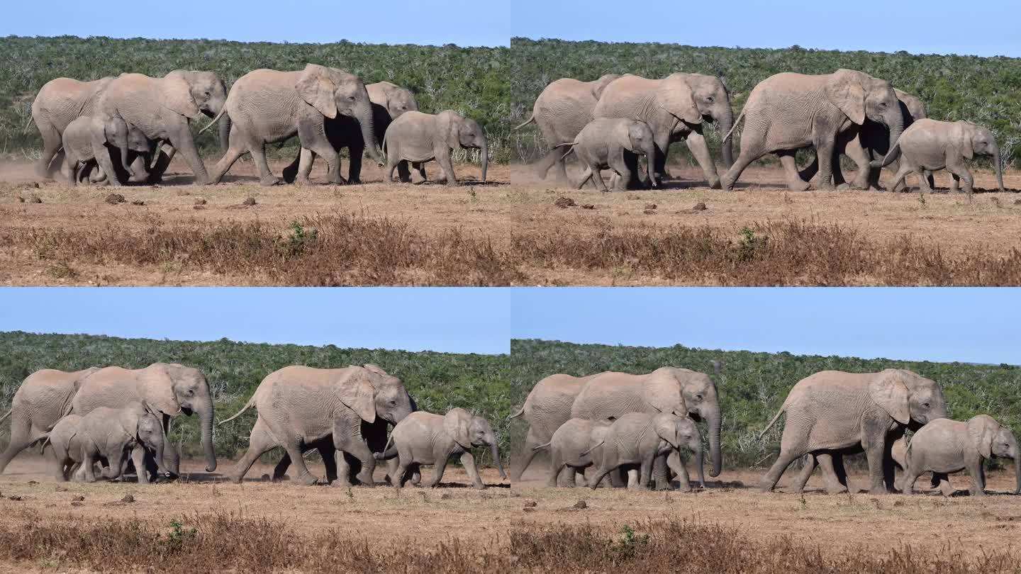 大象的家族