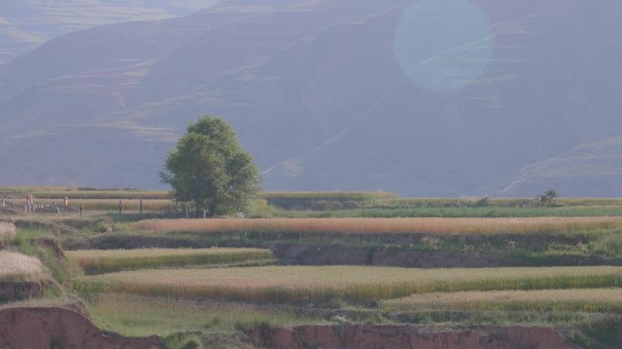 小麦随风飘扬