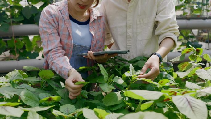 两名亚洲农民在温室田地里使用平板电脑检查和记录作物的生长情况，将技术应用于作物种植技术。
