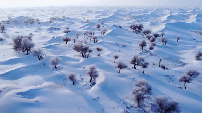 沙漠 胡杨 雪景 沙漠雪 雾凇