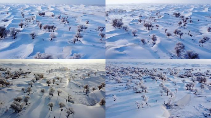 沙漠 胡杨 雪景 沙漠雪 雾凇