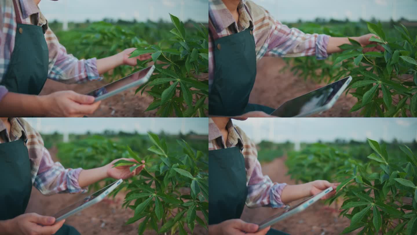 马铃薯农场的女农民在风力涡轮机区拿着数码平板电脑