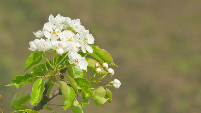 风中飘着梨花叶。白色的春花在模糊的背景上。关闭了。
