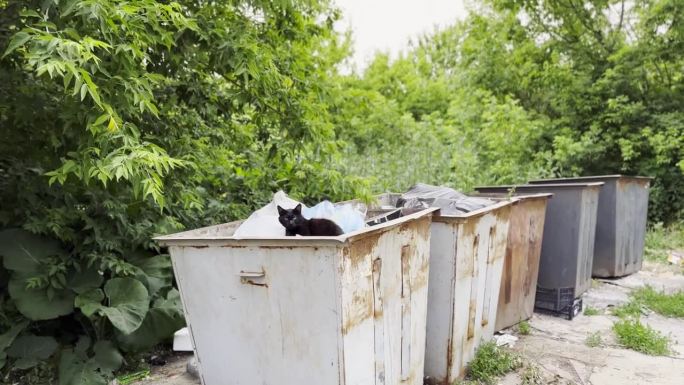 流浪的黑猫躺在乡下的垃圾箱里。流浪猫在垃圾桶里看着摄像头。保护动物观念的问题。近距离