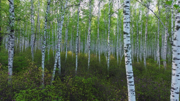 春天的白桦树林