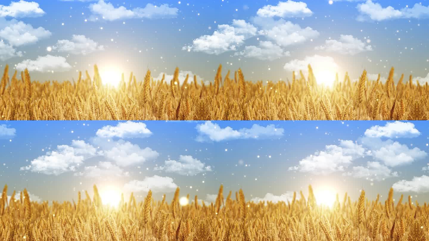 动态秋天小麦随风摆动背景视频