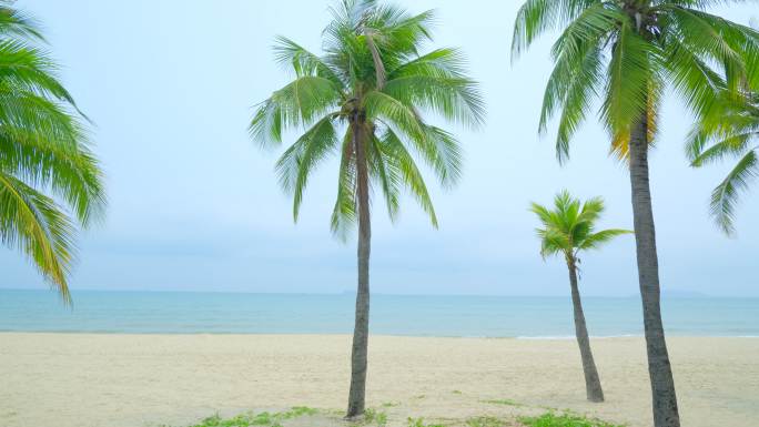 阴天 海边 椰树 沙滩 海滨公园
