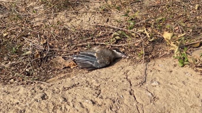 一只死掉的鸟