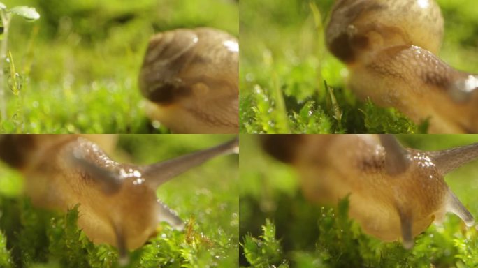 夏日 草地 蜗牛 阳光 露珠12